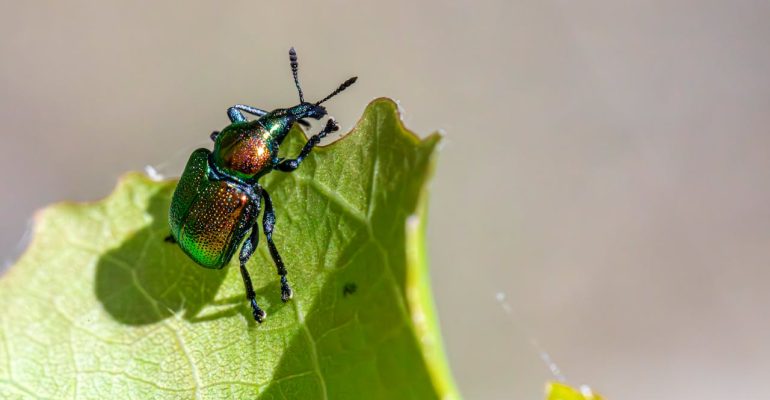 inspecting a home as part of eco-friendly pest control practices and safe pest management methods